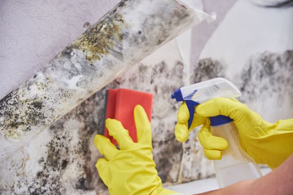 Mold Cleanup