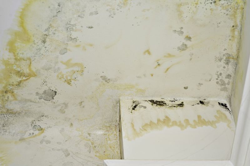 Bathroom Mold Removal
