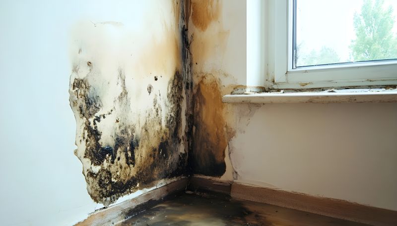 Crawl Space Mold Removal in Boca Raton, FL