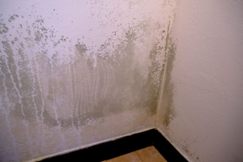 Mold Mitigation Service in Boca Raton, FL