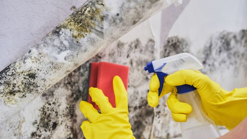White Mold Mitigation in Essex County, NJ